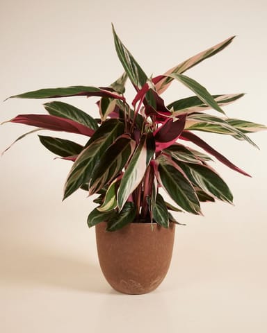 Bola Pot Brown Ø 23