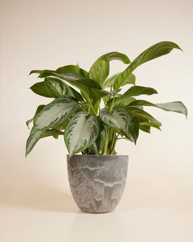 Bola Pot Grijs Ø 33
