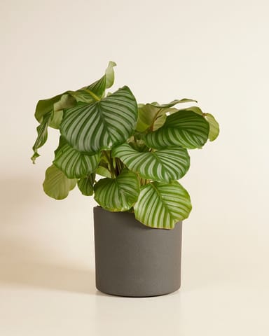 Penny Pot Dark Grey Ø 21 cm