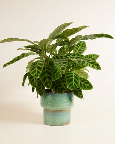 Splanky Pot Vert Bleu Ø 22.5 cm