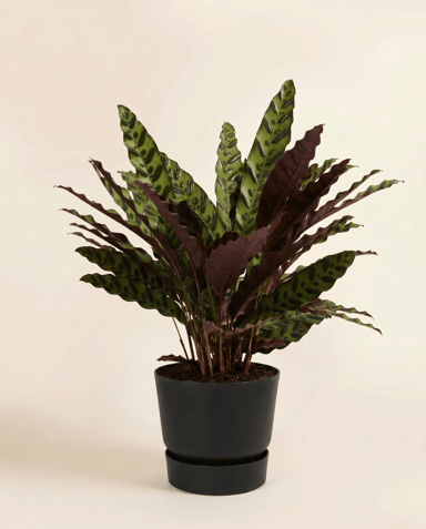Elho Greenville Ø 20 cm