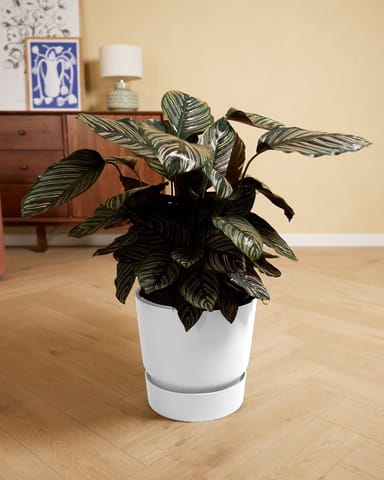 Elho Miles Round Pot White 30 cm