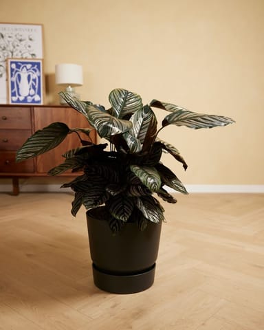 Elho Miles Runder Topf Schwarz 30 cm