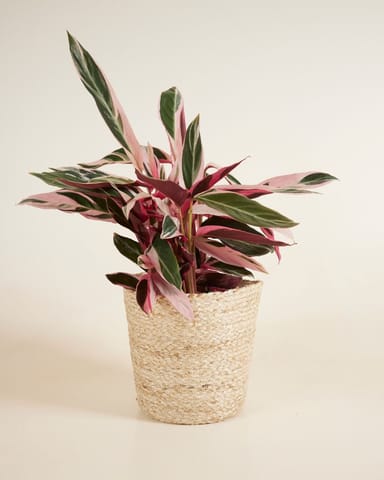 Selin Mand Zeegras Ø 25 cm