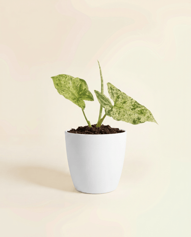 Elho Brussels® Topf Ø 22 cm