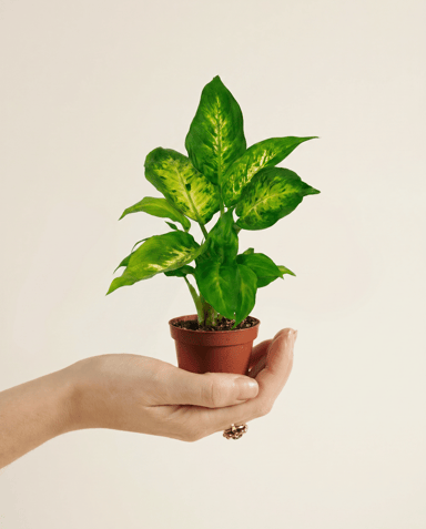 Baby Dieffenbachia Dieffenbachia Camilla