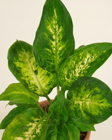 Baby Dieffenbachia Dieffenbachia Camilla