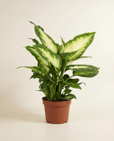Dieffenbachia Dumb cane Maroba