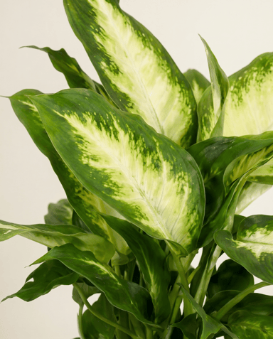 Dieffenbachia Dumb cane Maroba