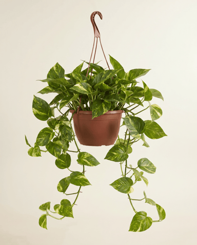 Epipremnum Devil's Ivy Marble Queen Hanging