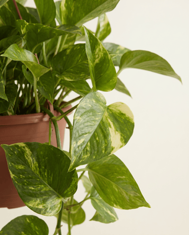 Epipremnum Devil's Ivy Marble Queen Hanging