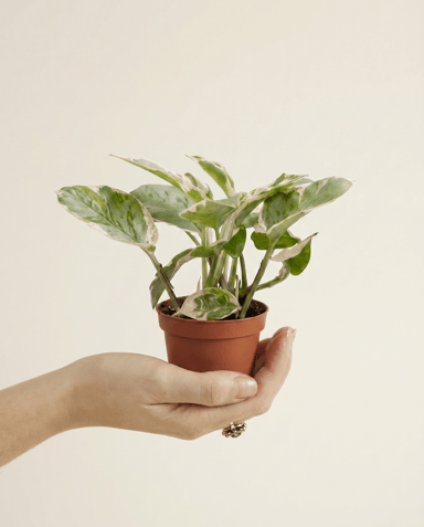 Bébé Epipremnum Pothos Aureum Njoy