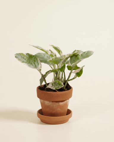 Bébé Epipremnum Pothos Aureum Njoy