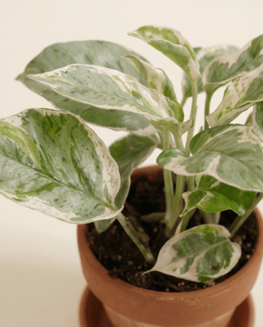 Bébé Epipremnum Pothos Aureum Njoy