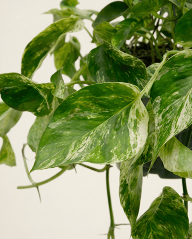 Epipremnum Potos Marble Queen Hanging