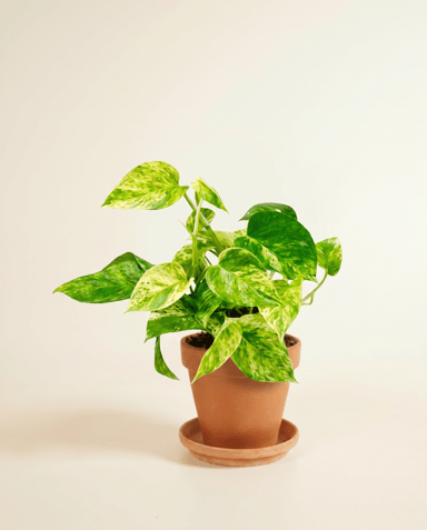 Epipremnum Potos Marble Queen