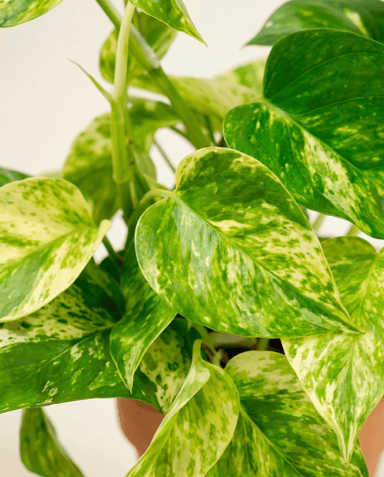 Epipremnum Potos Marble Queen