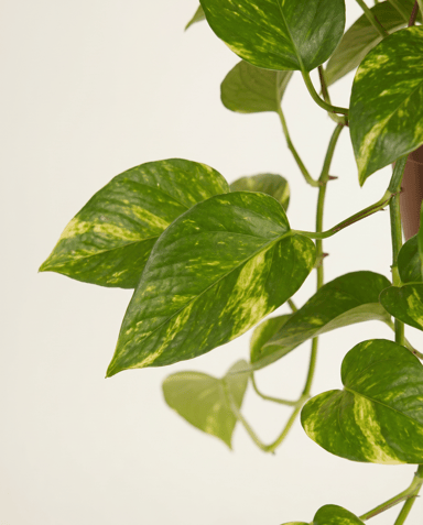 Epipremnum Potos Pinnatum Aureum
