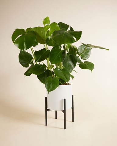Pia Pot Holder  Black