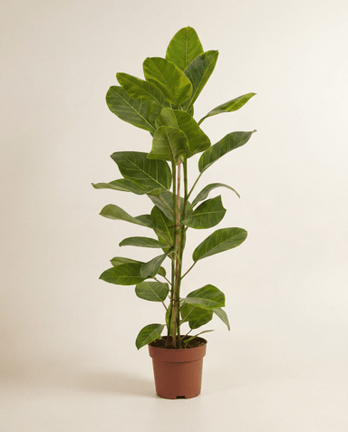 Ficus Gummibaum Altissima Yellow