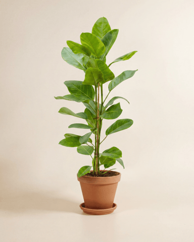 Ficus Gummibaum Altissima Yellow