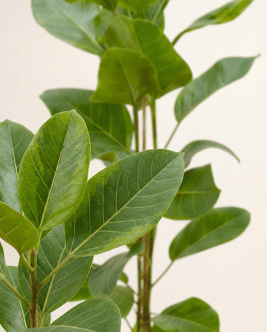 Ficus Gummibaum Altissima Yellow