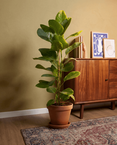 Ficus Gummibaum Altissima Yellow