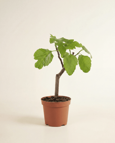 Ficus Fico Carica Brown Turkey