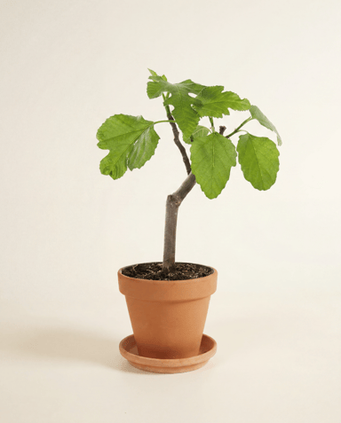 Ficus Fico Carica Brown Turkey