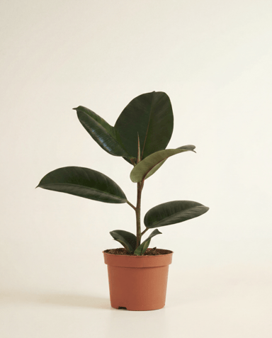 Ficus Tobacco Plant Elastica Abidjan