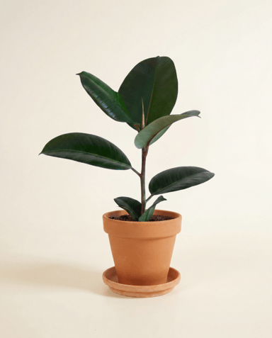 Ficus Tobacco Plant Elastica Abidjan