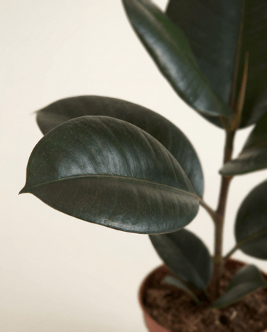 Ficus Tobacco Plant Elastica Abidjan