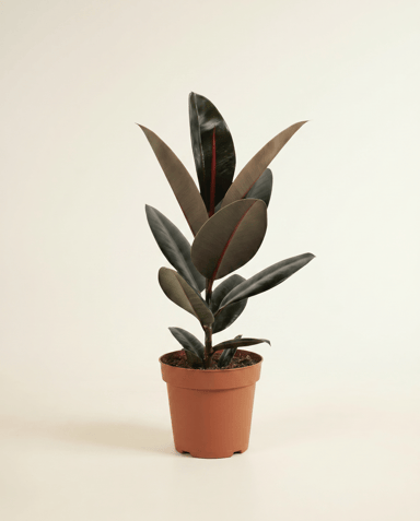 Ficus Fico Elastica Abidjan