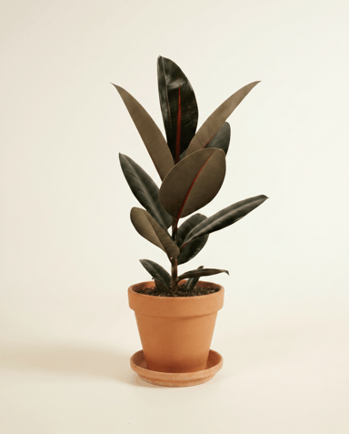 Ficus Fico Elastica Abidjan