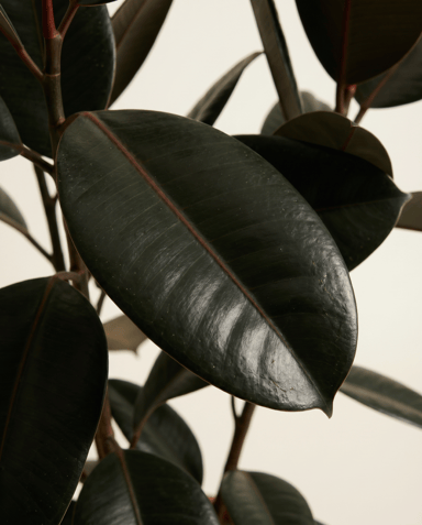 Ficus Fico Elastica Abidjan