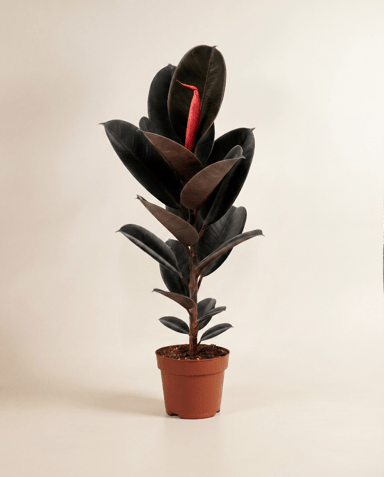 Ficus Higuera Elastica Abidjan