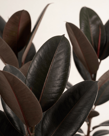 Ficus Higuera Elastica Abidjan
