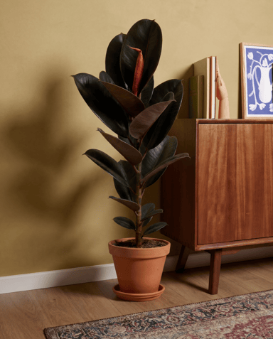 Ficus Higuera Elastica Abidjan