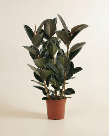 Ficus Tobacco Plant Elastica Abidjan
