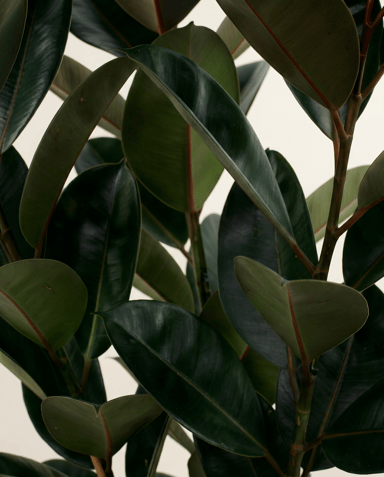 Ficus Tobacco Plant Elastica Abidjan