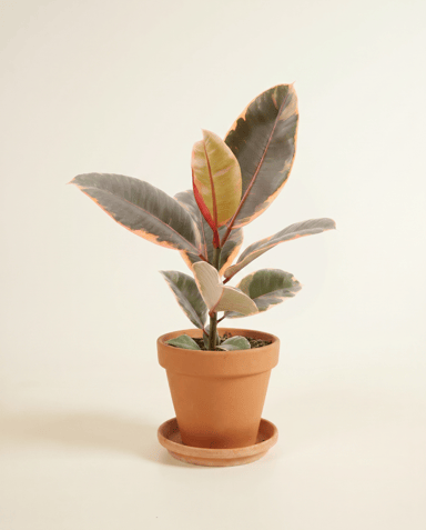 Ficus Gummibaum Elastica Belize