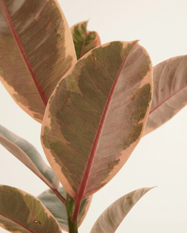 Ficus Gummibaum Elastica Belize