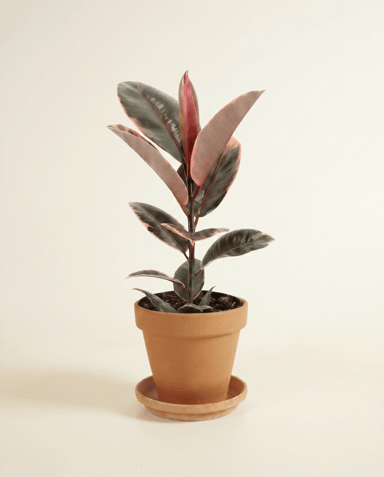 Ficus Arbre à caoutchouc) Elastica Belize