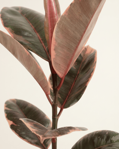 Ficus Arbre à caoutchouc) Elastica Belize