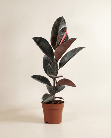 Ficus Tobacco Plant Elastica Belize