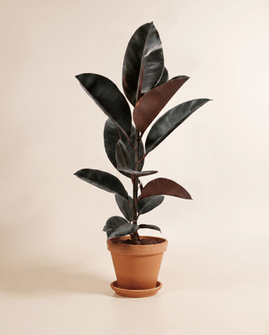 Ficus Tobacco Plant Elastica Belize