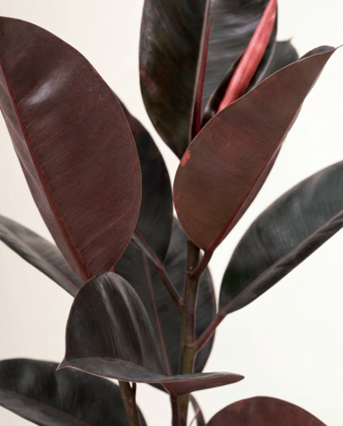 Ficus Tobacco Plant Elastica Belize