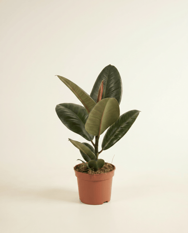 Ficus Tabaksplant Elastica Robusta