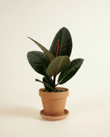 Ficus Tabaksplant Elastica Robusta