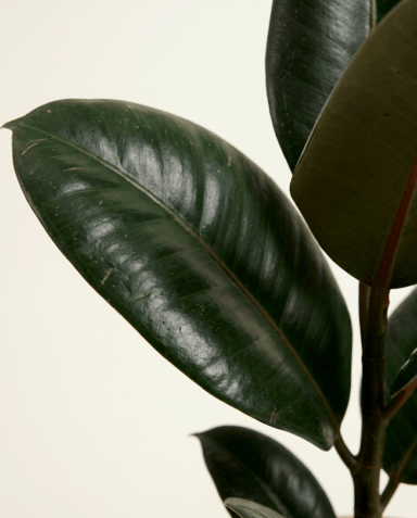 Ficus Tabaksplant Elastica Robusta